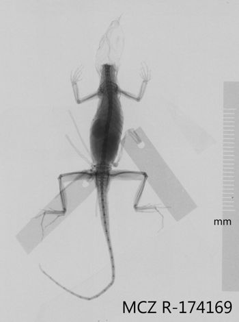 Media type: image;   Herpetology R-174169 Aspect: dorsoventral x-ray